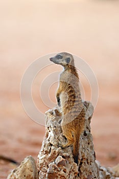 The meerkat or suricate Suricata suricatta patrolling near the hole. Young animal standing in the morning sun on the stone