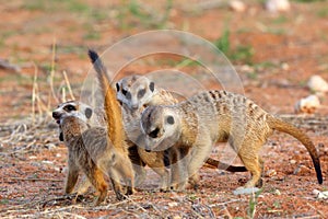 The meerkat or suricate Suricata suricatta, playing youngsters