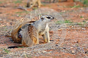 The meerkat or suricate Suricata suricatta, playing youngsters