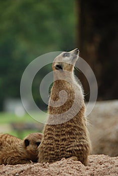 Meerkat-Suricate-Suricata suricatta on the sand-close up