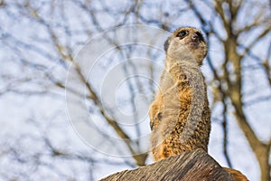 Meerkat or Suricate Suricata suricatta sitting up on a rock standing on guard - image with copy space