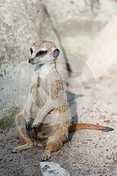 Meerkat suricate or Suricata suricatta. Small carnivoran belonging to the mongoose family - Herpestidae. African native cute
