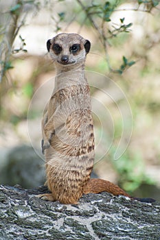 Meerkat suricate or Suricata suricatta. Small carnivoran belonging to the mongoose family - Herpestidae. African native cute photo