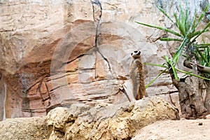 Meerkat or Suricate in a zoo photo