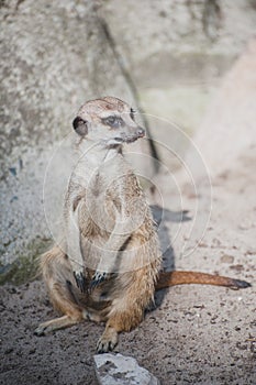 Meerkat suricate or Suricata suricatta. Small carnivoran belonging to the mongoose family - Herpestidae.