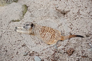 Meerkat suricate or Suricata suricatta. Small carnivoran belonging to the mongoose family - Herpestidae. photo