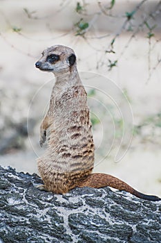 Meerkat suricate or Suricata suricatta. Small carnivoran belonging to the mongoose family - Herpestidae. photo