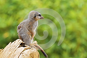 Meerkat or suricate Suricata suricatta is a small carnivoran belonging to the mongoose family Herpestidae. It is the only memb photo