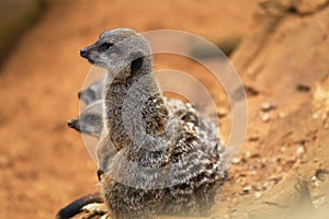 Meerkat or suricate Suricata suricatta is a small carnivoran belonging to the mongoose family Herpestidae. It is the only memb photo