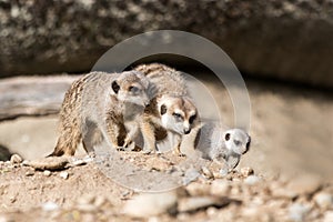 The meerkat or suricate Suricata suricatta is a small carnivoran, meercat family searching for food on sand dune, family of smal photo
