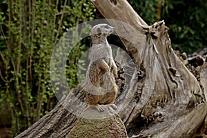 Meerkat or Suricate Suricata suricatta standing on alert photo