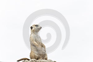 Meerkat, suricate, Suricata suricatta, standing sentry; in captivity