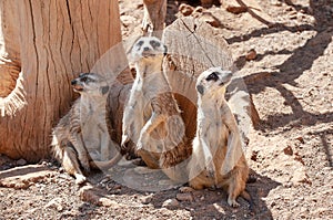 Meerkat, suricate Surikata suricatta. Palmitos park, Maspalomas, Gran Canaria, Spain photo