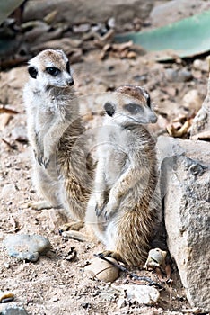 Meerkat or suricate