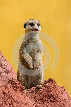 Meerkat / suricate