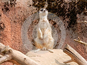 Meerkat or suricate wattching on the lookout sitting on a rock.