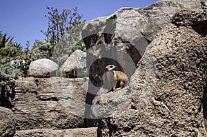 Meerkat.