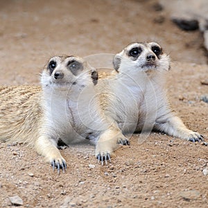 Meerkat or suricate, wild animal in action.