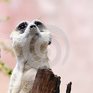 Meerkat or suricate, wild animal in action.