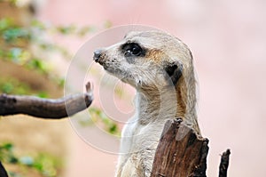 Meerkat or suricate, wild animal in action.