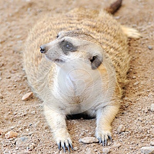 Meerkat or suricate, wild animal in action.