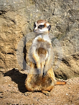 Meerkat - Surikate