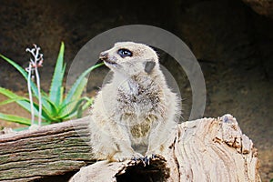 Meerkat Surikate found in Melbourne Zoo, Australia
