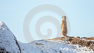 Meerkat Surikate on guard duty
