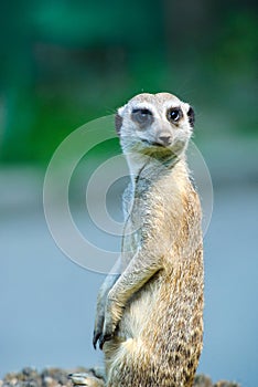 Meerkat (Surikate