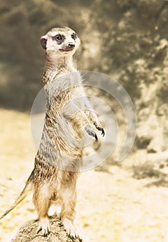 Meerkat Surikate standing on the rock