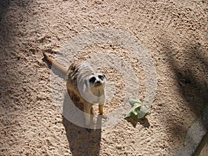 Meerkat