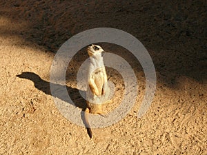 Meerkat