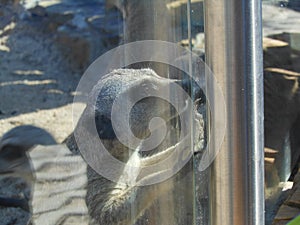 meerkat trapped in it\'s enclosure