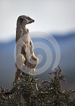 Meerkat on a Tree