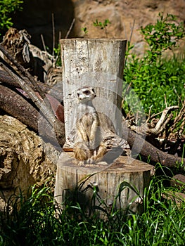 Meerkat on a Tree Log