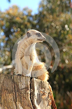 Meerkat on a tree stump