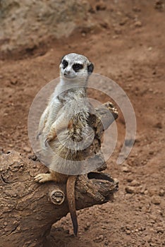 A meerkat on the trunk