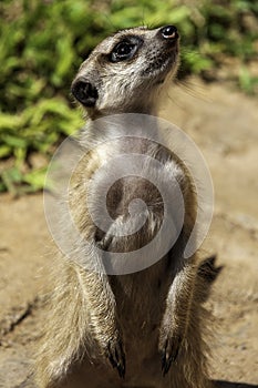 Meerkat, up close, up on hinds legs looking up