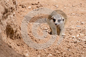 A meerkat walking towards camera out on the rocks in the desert Suricata suricatta