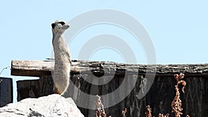 Meerkat on watch