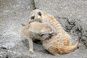 A meerkat watches their environment vigilantly.