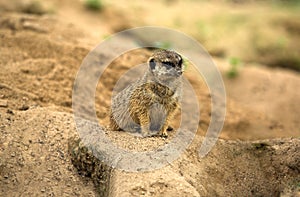 Meerkat watching