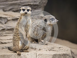 Meerkat (Suricata Suricatta)