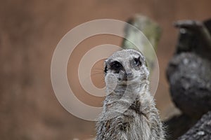 Meerkat photo