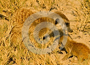 Meerkat and young eat a beatle larvae