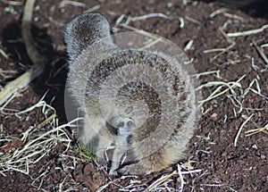 Meerkat with young