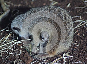 Meerkat with young