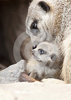 Meerkat with young