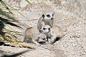 Meerkat young playing