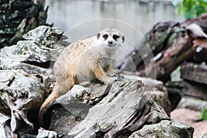 Meerkat in the zoo.